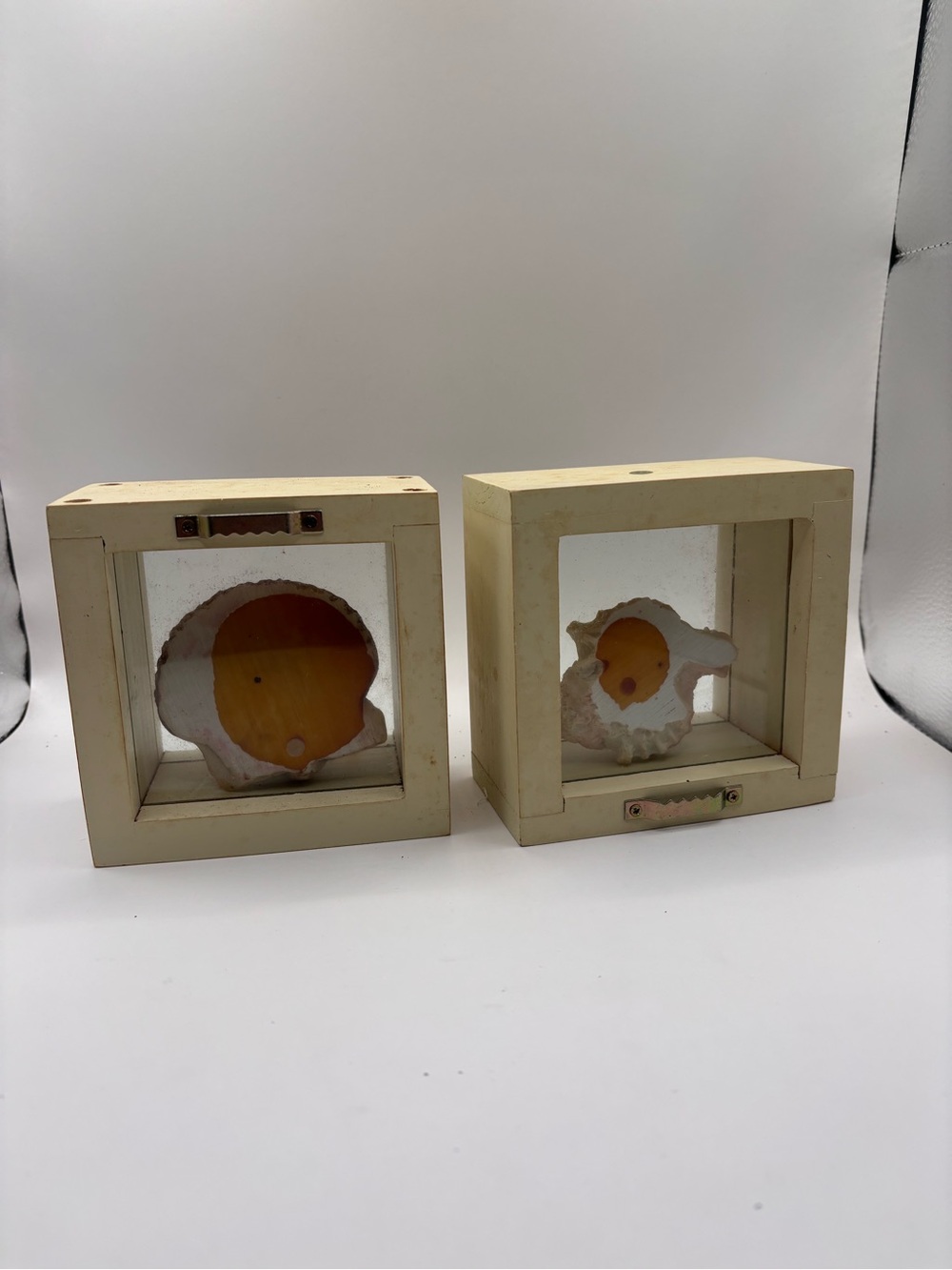 Framed Seashell Display - Three Natural Shells - Picture 4 of 4